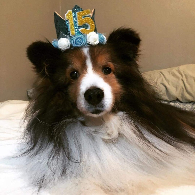 PET SHOW Blue Crown Dog Birthday Hat for Boys Male Pets Cat Headband With Figures 0-9 Charms and Glue Party Accessories Pack of 1 - Image 4